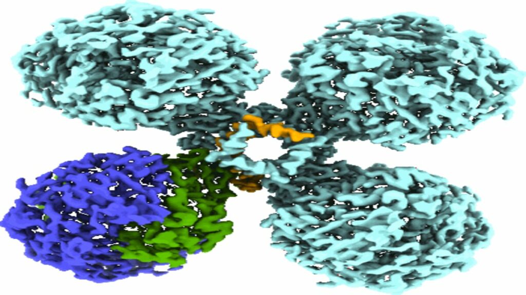 El estudio está centrado específicamente en la enzima Huc de la bacteia Mycobacterium smegmatis