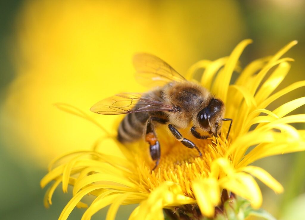 Cada vez más gente en el mundo se preocupa por proteger a las abejas, pero en España la apicultura urbana está prohibida