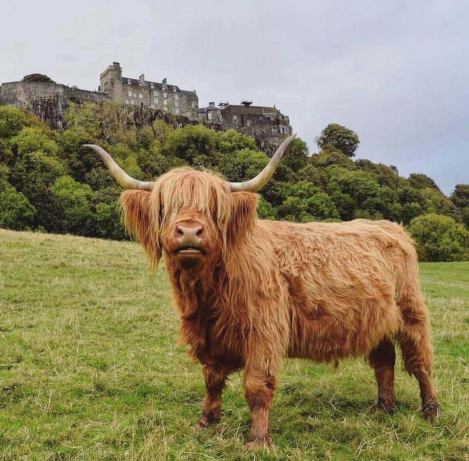 Qué ver en Escocia: Castillo de Stirling