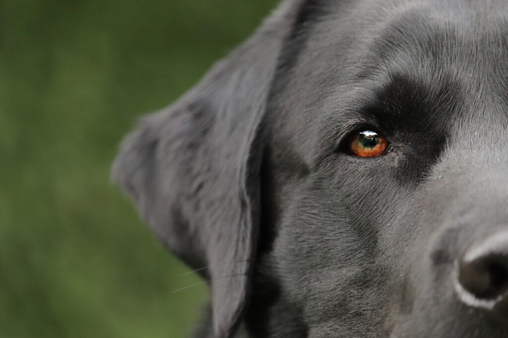 Perros que alertan las enfermedades en las personas