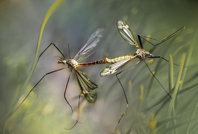 Consejos prácticos para evitar las picaduras de los mosquitos