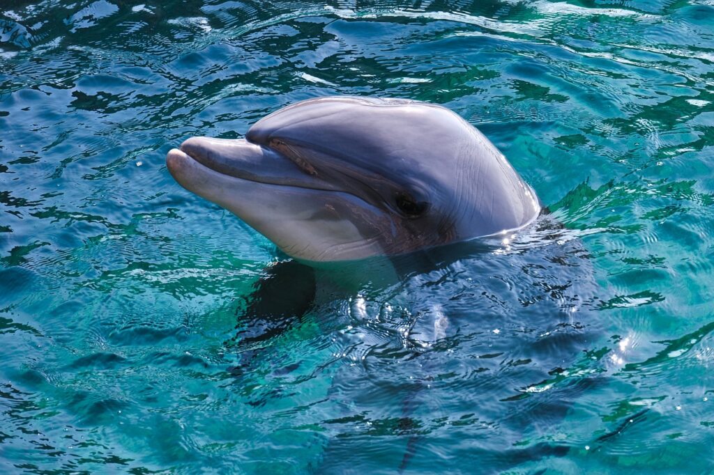 Los delfines siempre apoyando la humanidad