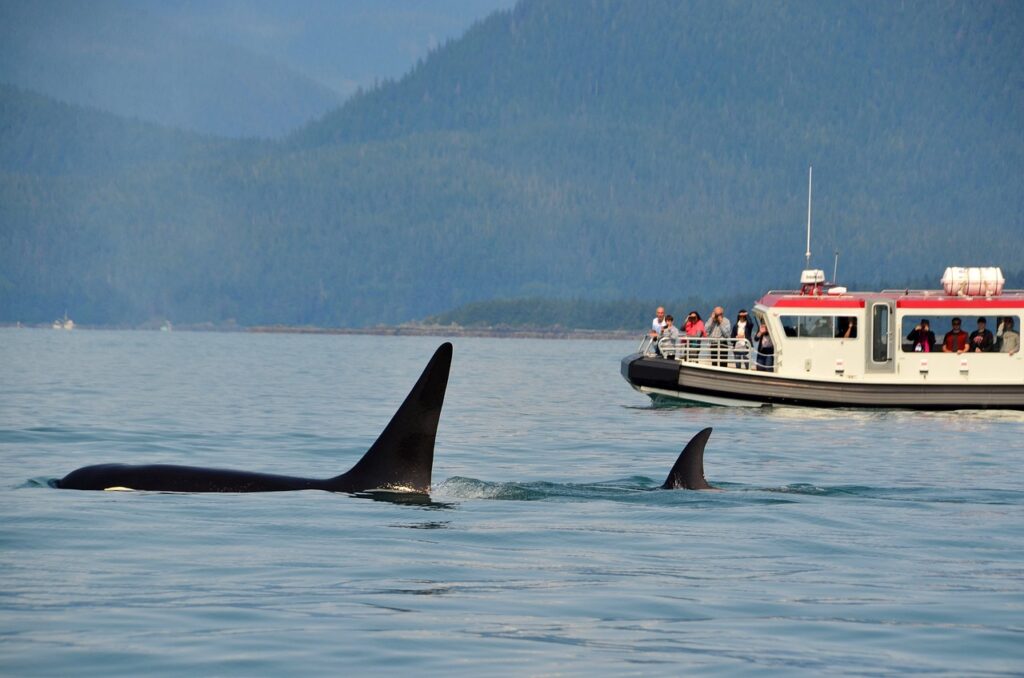 Cómo son los métodos de caza de las orcas y los lobos marinos?