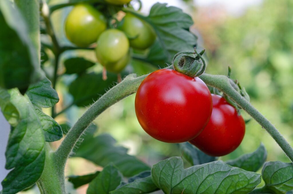 Sabor de los tomates genéricamente alterados