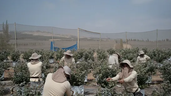 Las colinas arenosas del desierto peruano se cubren del color púrpura del arándano