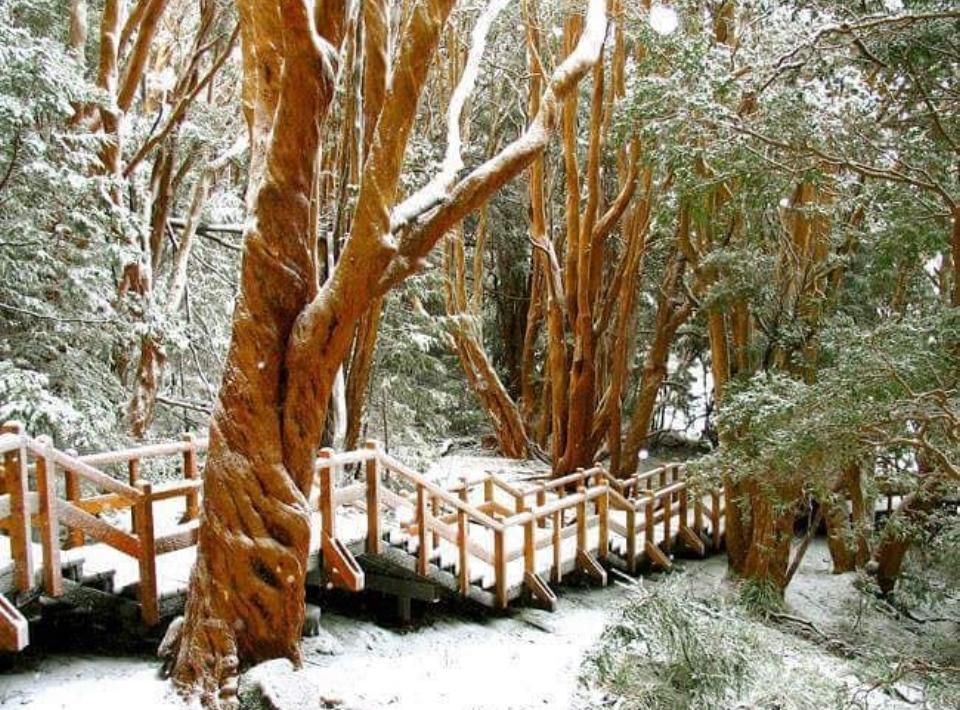 La mejor guía para disfrutar Bariloche: Bosque de Arrayanes 