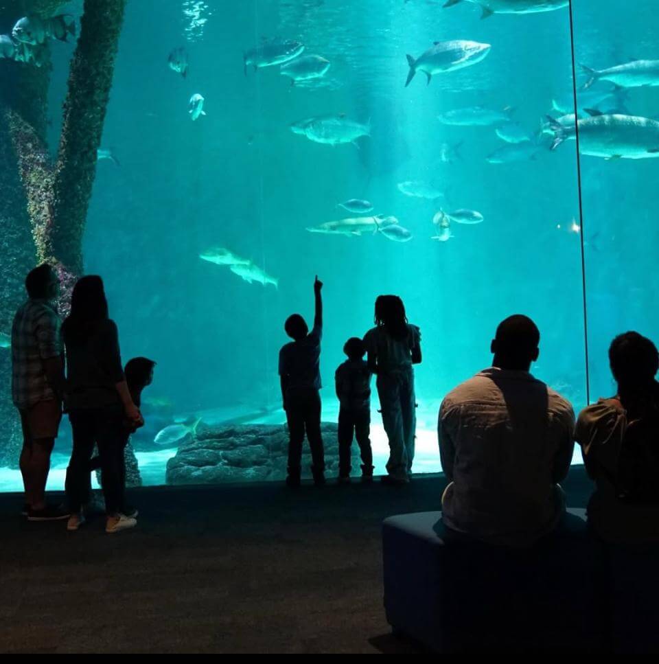 Aquarium of the Bay en San Francisco